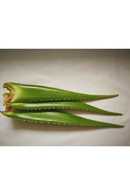 anthurium fort sherman Anthurium Fort Sherman x Dark Phoenix| Buy plants online canada  ProtoLeaf