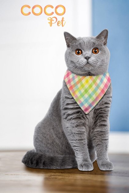Desenli Fular Bandana Kedi Tasması