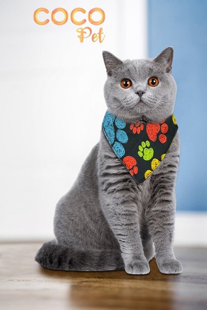 Desenli Fular Bandana Kedi Tasması