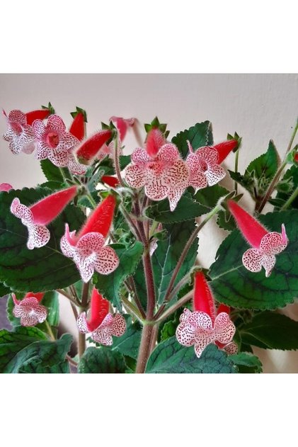 Rd's Birka Kohleria Japon Küpelisi Çiçeği Fidesi (Mini Saksıda)