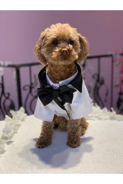 Köpek Kedi Smokin Ceket Gömlek