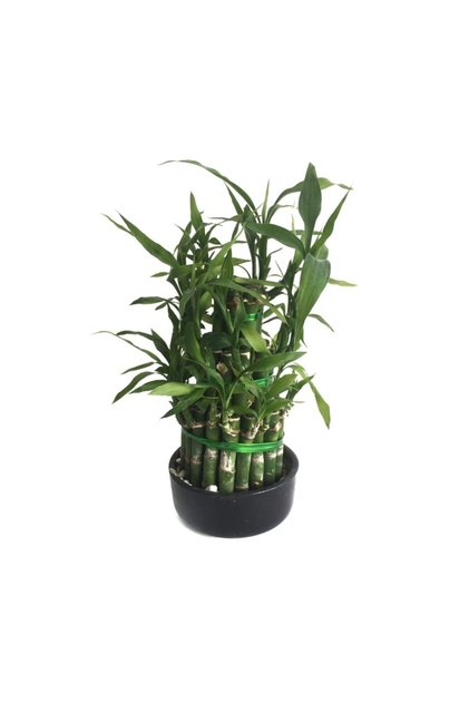 Lucky Bamboo (Şans Bambusu)
