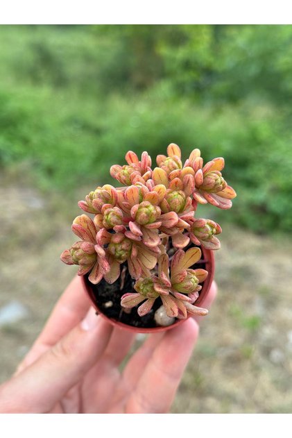 Aeonium x loartei ithal kolesiyonluk özel tür sukulent 5,5cm saksıda