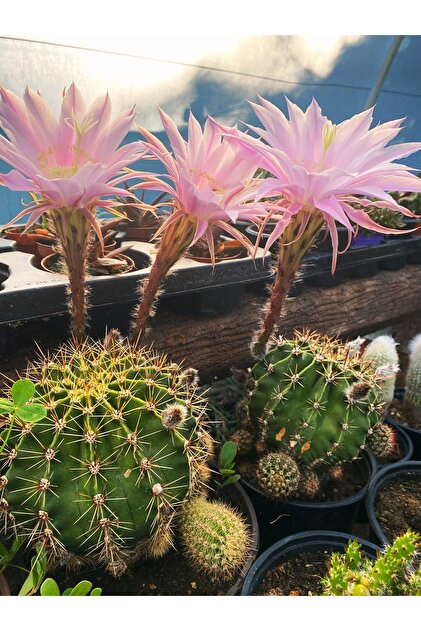 Genel Markalar Kaynana Topuzu Kakts - Echinopsis Oxygona 10-15 cm apnda  - Fiyat, Yorumlar