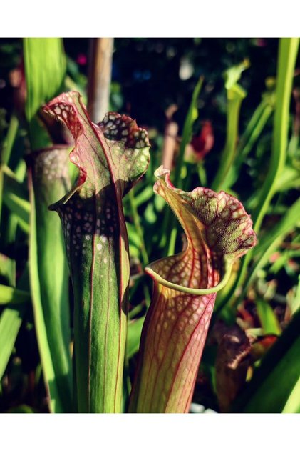 Sarracenia stevensii Sinek Kapan Etobur Bitki