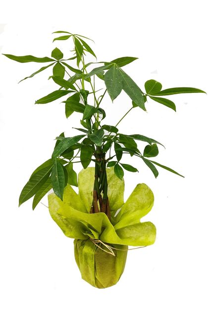 Pachira Para Ağacı