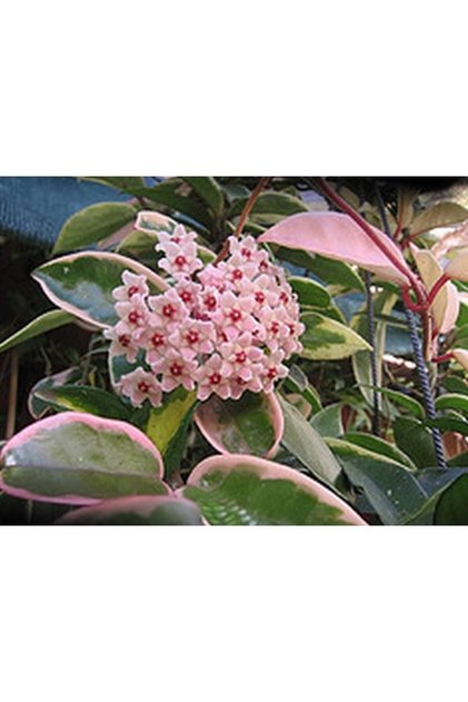 Hoya Carnosa ''krimson Queen'' Kokulu Mum Çiçeği 10-20 Cm, Toprak Da Köklü Ve Sürgünlü