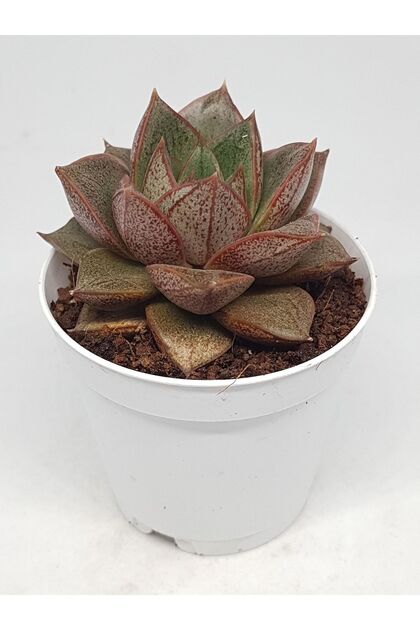 Echeveria Purposorum Özel Tür Sukulent 5.5cm Saksılı