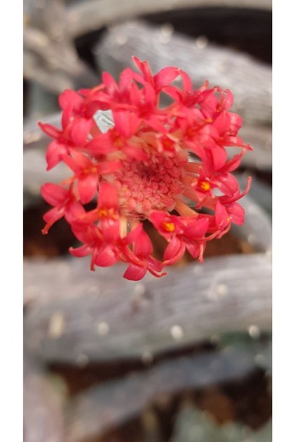 Senecio Pendulus Sarmaşık Şeklinde Büyüyen Sukulent 5,5cm Saksılı