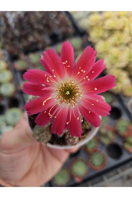 Lobivia Hybrid Koleksiyonluk Tür Kaktüs 5.5cm Saksılı