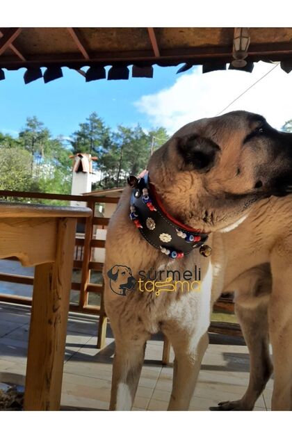 Kangal Dog Collar with 2 Bells Genuine Buffalo Leather