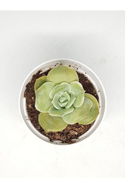 HappyRockyDialyです！！ DOĞA BAHÇESİ Graptoveria Lovely Rose Ithal Koleksiyonluk Tür