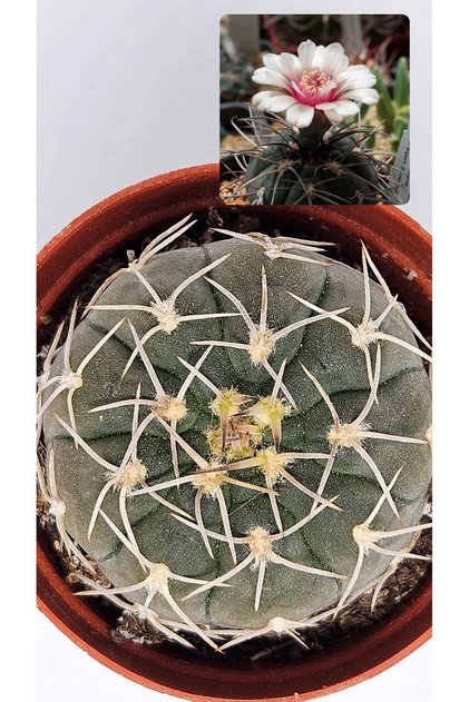 Gymnocalycium Spegazzinii  Nadir ve Koleksiyonluk Tür Kaktüs 5.5cm Saksılı