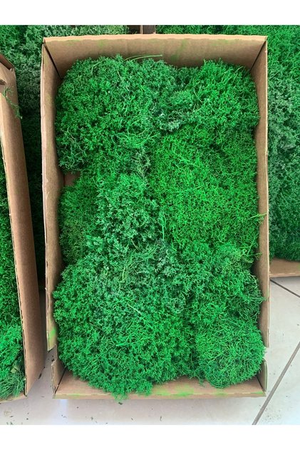 Canlı Şoklanmış Stablize Liken Yosun Reinder Moss 1m2(METREKARE) Dekoratif Kullanım Yosunu