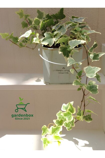 Gardenbox Beyaz Alacal Hedera Helix Sarmak 1 ADET Saksl 30-60Cm