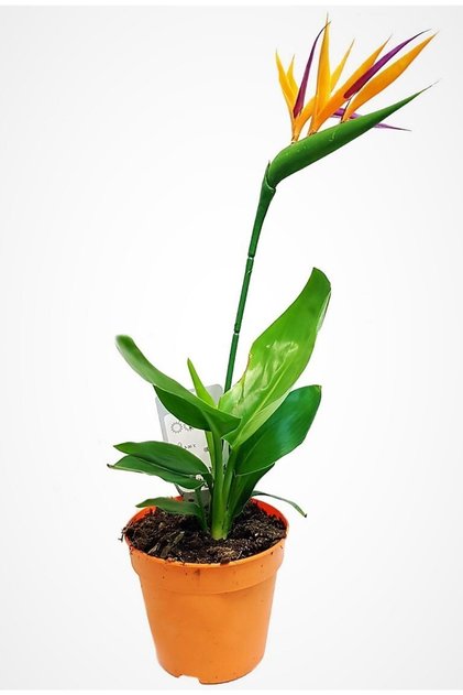 Starliçe Regina Cennet Kuşu (strelitzia Reginae) Ithal Canlı Saksıda Ev Ofis Salon Bitkisi.