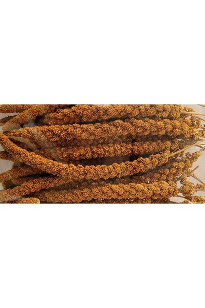 Kızıl Dal Darı 500 gr