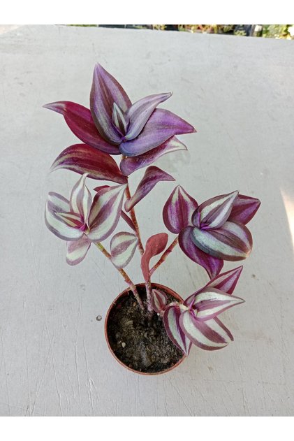 Telgraf Çiçeği Alacalı. 5.5 Cm Saksıda
