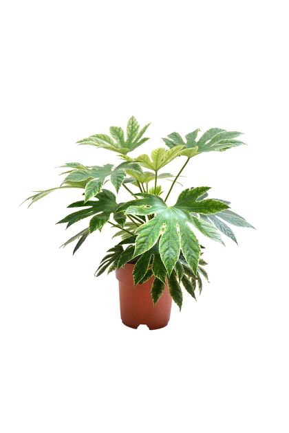 Fatsia Japonica 'Variegata' (Japon Çınarı)