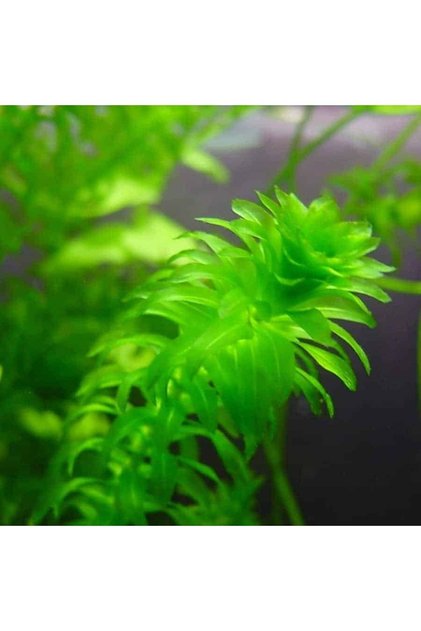 En Kolay Akvaryum Bitkisi Elodea 5 Kök