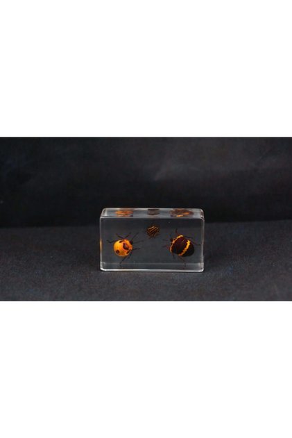 3d Reçine Gerçek Böcek Örneği - 3'lü Böcek Set - 2
