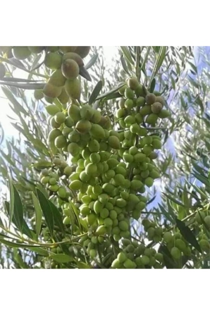 BOL MEYVELİ 4 YAŞ ÇOK VERİMLİ KORONEİKİ ZEYTİN FİDANI BOY 120-150 CM