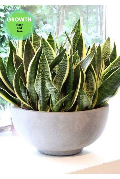 Sanseveria