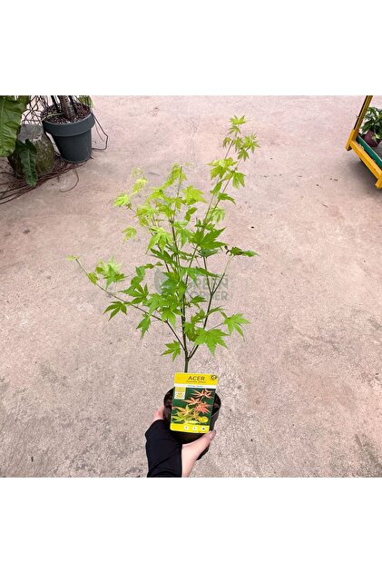 AnkaBahçe Japon Akçaağaç Fidanı Acer Palmatum 30-50 Cm - Fiyatı