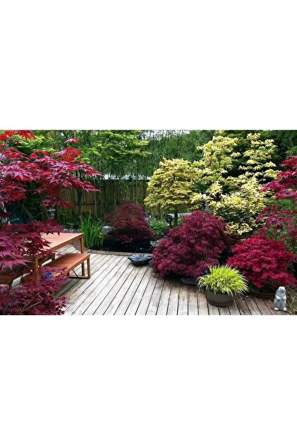 AnkaBahçe Japon Akçaağaç Fidanı Acer Palmatum 30-50 Cm - Fiyatı
