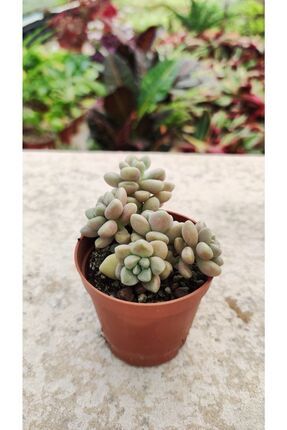 Ravza iekilik Sedum Stahlii ( zm Tanesi Sukulent ) 5.5 Cm Saksda  Dolgun Ve Formlu - Fiyat, Yorumlar
