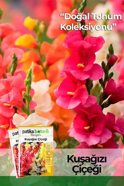 100 Adet Kuşağzı (ASLANAĞZI) Çiçek Tohumu (Antirrhinum Majus)