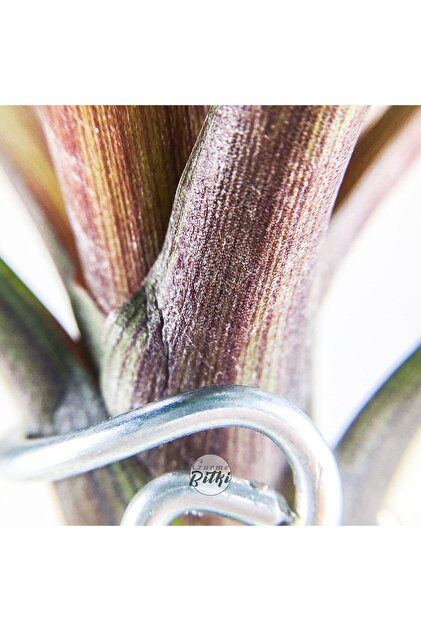 Gurme Bitki Tillandsia - Wallisia Cyanea (L) - Köksüz Hava Bitkisi