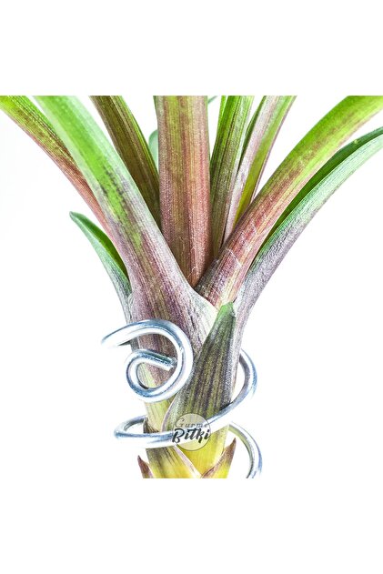 Gurme Bitki Tillandsia - Wallisia Cyanea (L) - Köksüz Hava Bitkisi