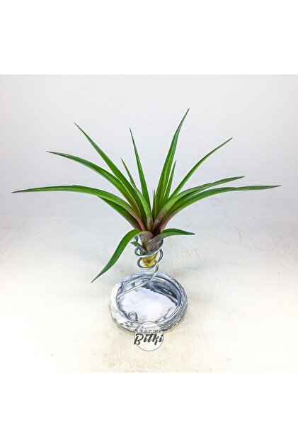 Gurme Bitki Tillandsia - Wallisia Cyanea (L) - Köksüz Hava Bitkisi