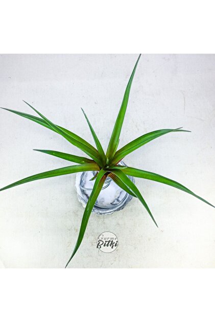 Gurme Bitki Tillandsia - Wallisia Cyanea (L) - Köksüz Hava Bitkisi