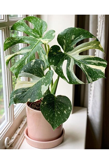 topf für monstera Monstera deliciosa – ruuds