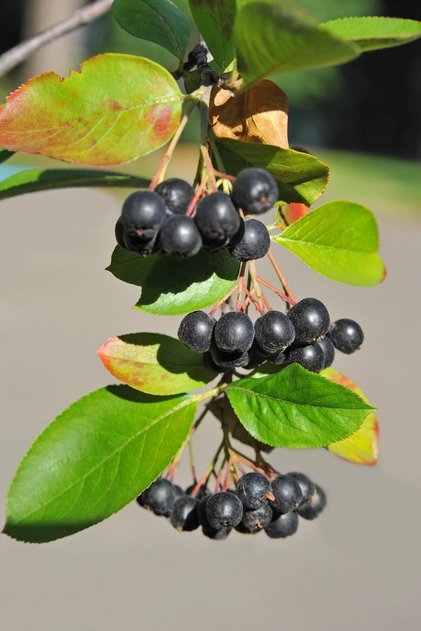 Viking Aronya Fidanı 2 Yaşında Tüplü [aronia Melanocarpa Viking]