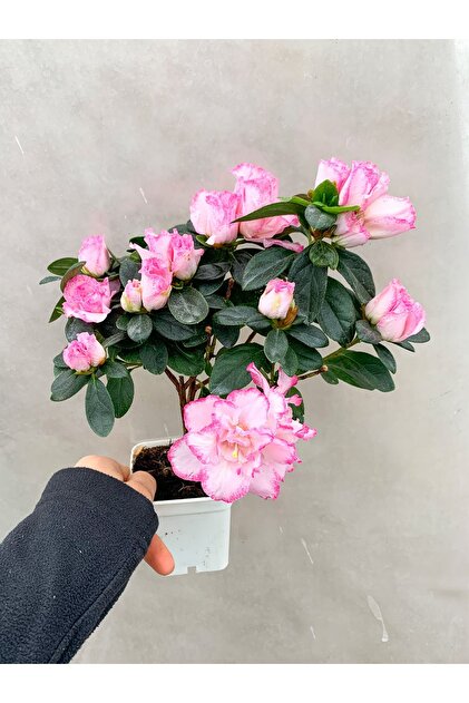 Pembe Çiçekli Açelya Bitkisi Azalea