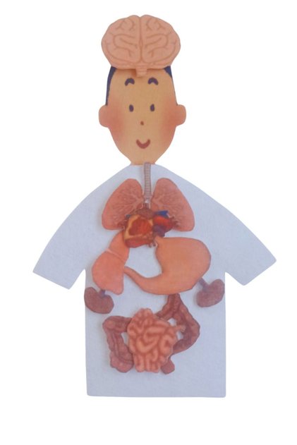 Human Body Toy - Preschool Educational Puzzle Set of Our Internal Organs