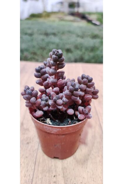 Ravza iekilik Sedum Stahlii ( zm Tanesi Sukulent ) 5.5 Cm Saksda  Dolgun Ve Formlu - Fiyat, Yorumlar