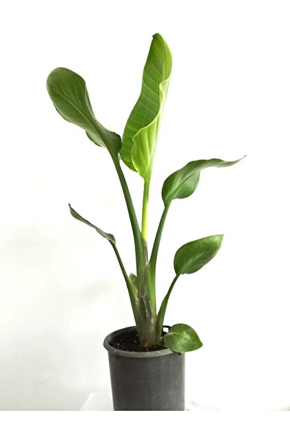 Mery Flowers Starlie Cennet Kuu iei - Strelitzia Canl Salon Bitkisi  70-100 cm - Fiyat, Yorumlar