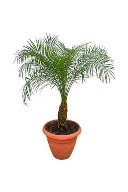 Cocos Palmiye Ağacı Tohumu Cocos Nucifera Hindistan Cevizi Ağacı Tohumu 3 Adet Tohum