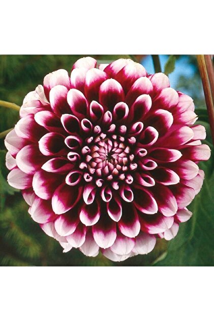 Day 10 Adet Kırmızı Renk Dahlia Yıldız Çiçeği Tohumu + 10 Adet