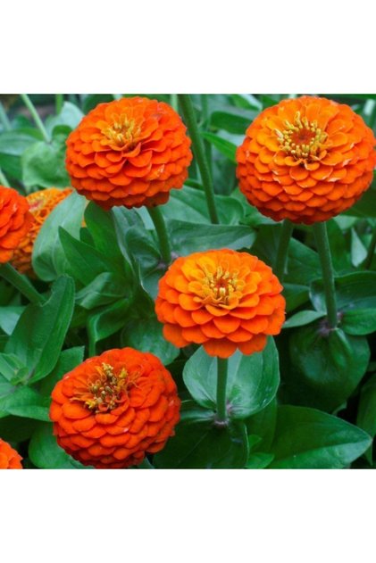 Turuncu Renk Zinnia Çiçeği Tohumu