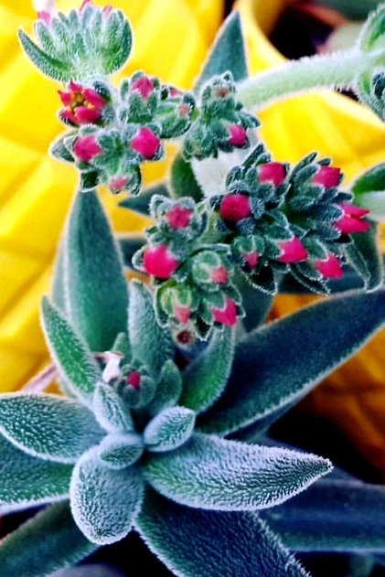 Crassula Mesembryanthemoides Tüylü Çiçek Açan Cins 5.5cm