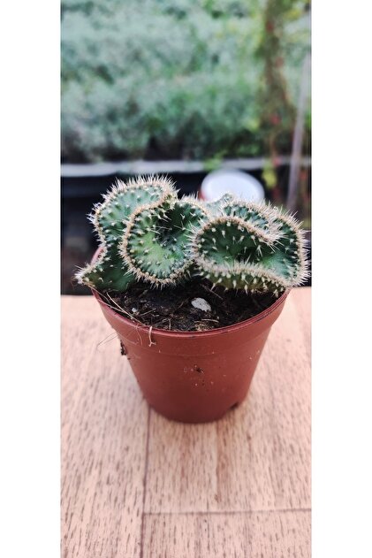 Ravza Çiçekçilik Opuntia Cristata Cactus ( Nadir Tür Beyin Kaktüs