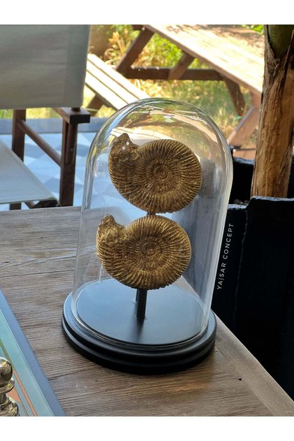 Snail Salyangoz Ahşap Cam Fanus