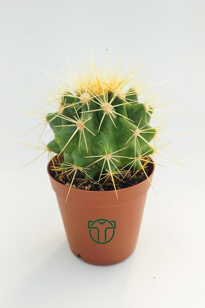 Altın Fıçı Kaktüsü, Echinocactus Grusonii, (5.5 CM)
