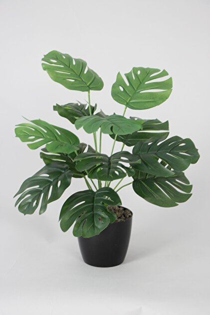 weie monstera online kaufen Monstera Deliciosa Variegata  Foliage Dreams