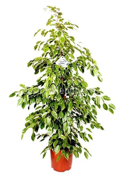 Ficus Benjamin Gold Bitkisi